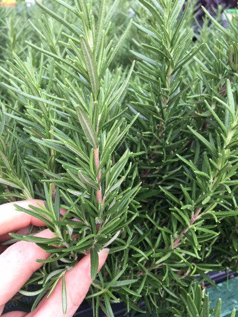 How to Grow and Use Rosemary