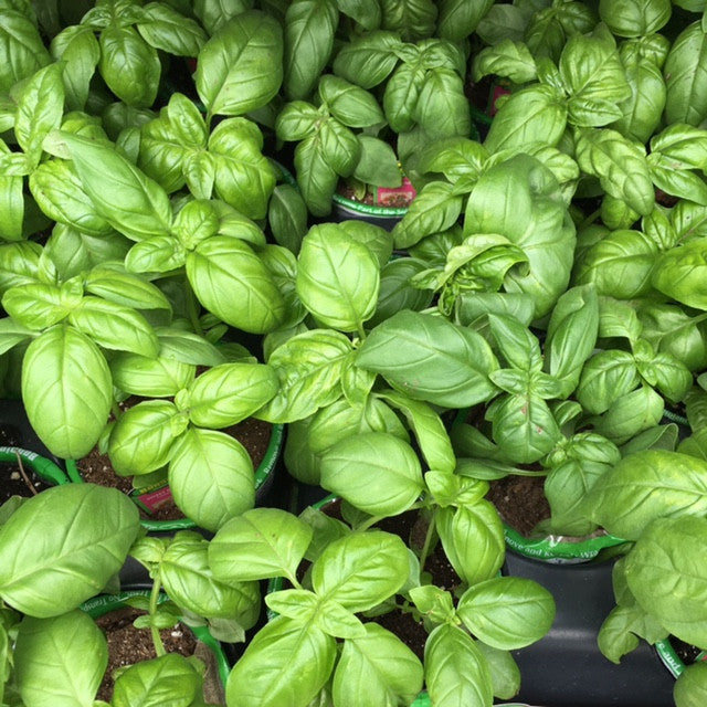 How to Plant and Grow Basil