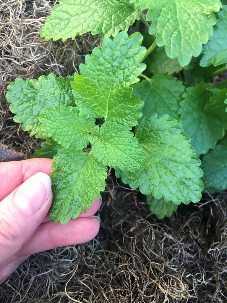 How to Grow and Use Lemon Balm