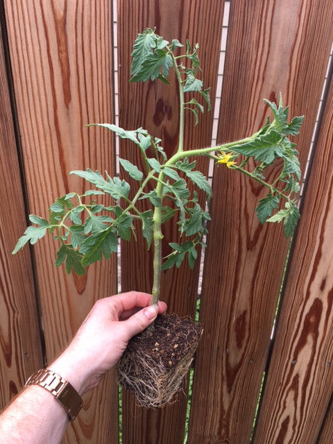 How to Plant a Tomato
